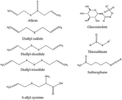 Organosulfur Compounds: A Review of Their Anti-inflammatory Effects in Human Health